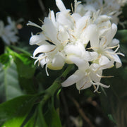 Swiss Water Process Decaffeinated