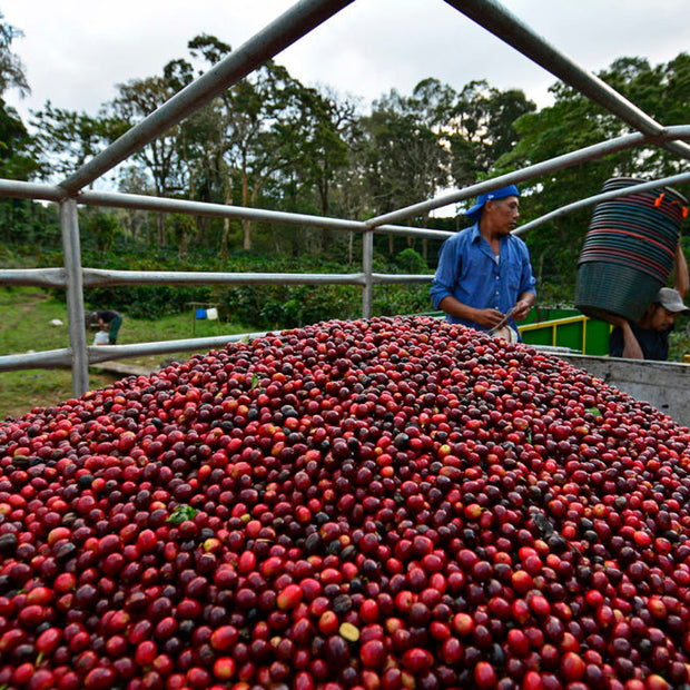 Nicaragua Jinotega