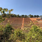 Ethiopia Chelchele