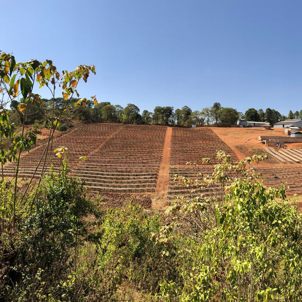 Ethiopia Chelchele