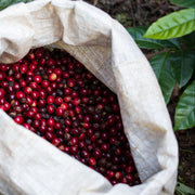 French Roast Blend
