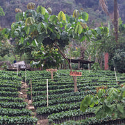 Guatemala Huehuetenango